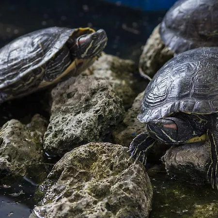 Maison d'hôtes Coral Obzor