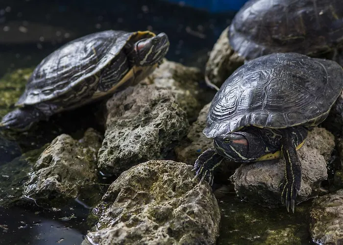 招待所 Coral 奥布佐尔