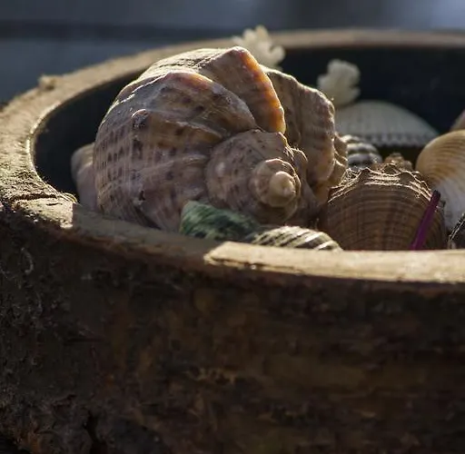 Coral 3* 奥布佐尔